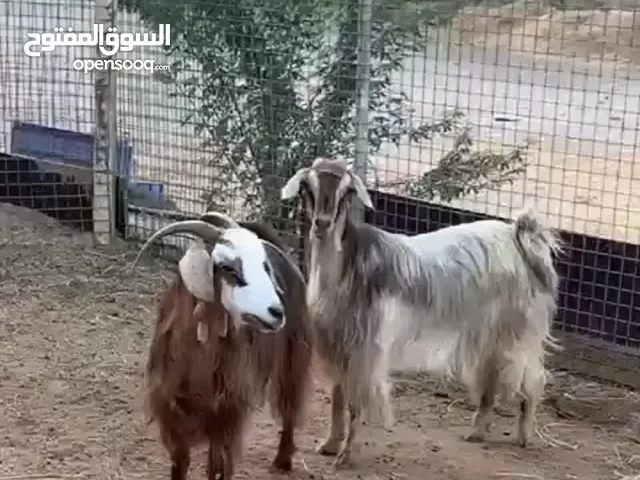 النوع :عنز جاموديات