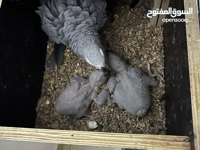 طيور كاسكو