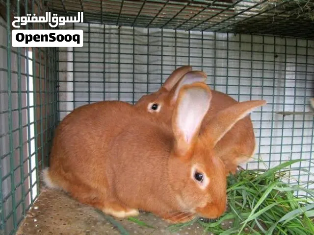 مطلووب انواع ارانب جذابه وغير متوفرة في اي مكان المعني يتواصل معي عالخاص