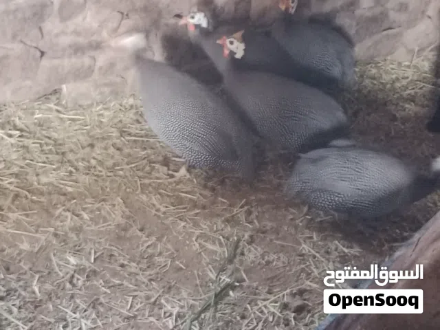 بيع الطيور النادرة