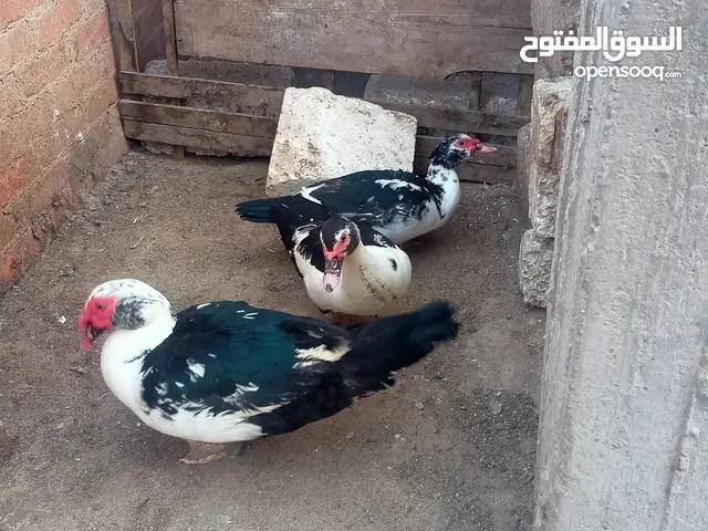 بط بلدي للبيع
