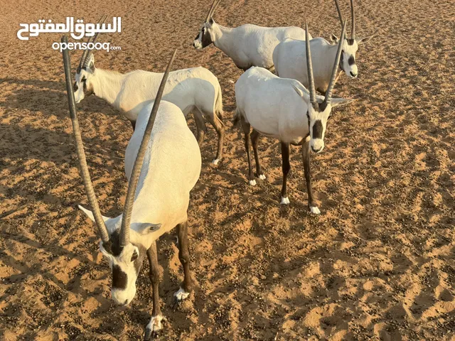 المها العربي غزلان