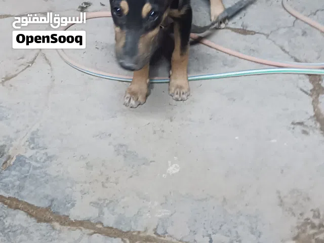 كلب للبيع يلعب