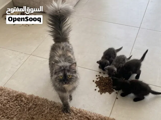 عائلة قطط شيرازية مميزة للبيع