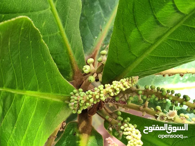 شتلات لوز بحريني متنوعة وفاخرة