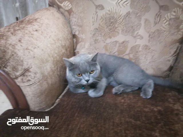 بس للتبني بسعر رمزي