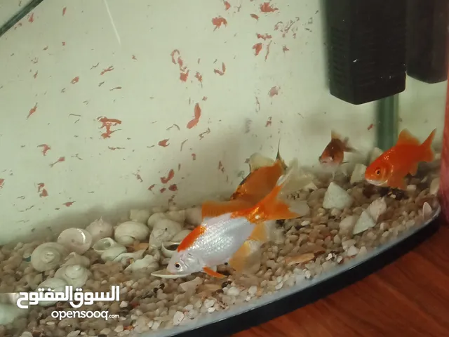 حوض سمك أوروبي مع المضخة ، السمكات ، الاحجار و كامل أغراضو الحوض ما فيه كسر او خدش بحالة جديد.......