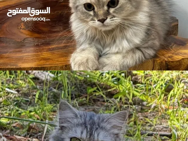 قط وقطة للبيع