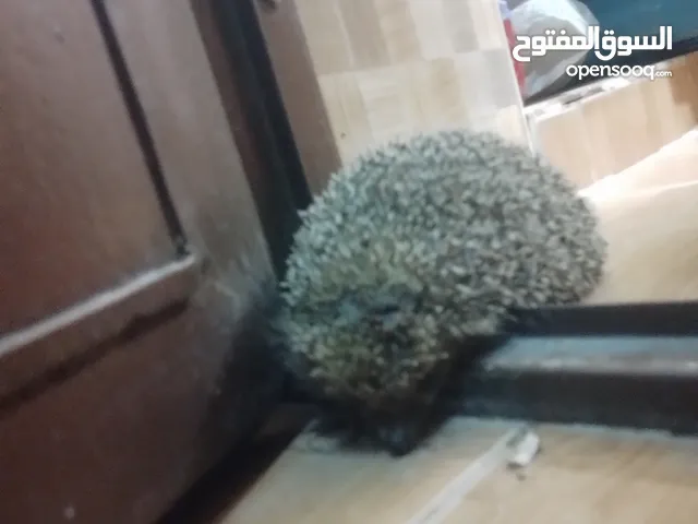 بيع قنفذ (توصيل مجاني) لجميع محافظات الاردن
