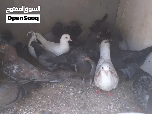 فروخ حمام 40طرف