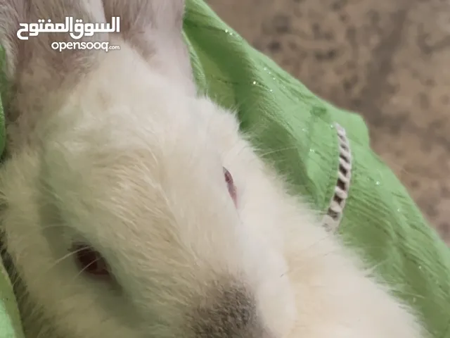 RABBITS FOR SALE