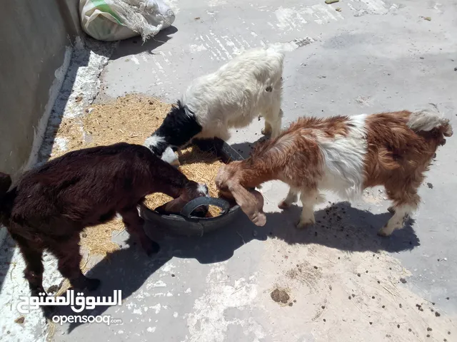 ثلاث سخال للبيع