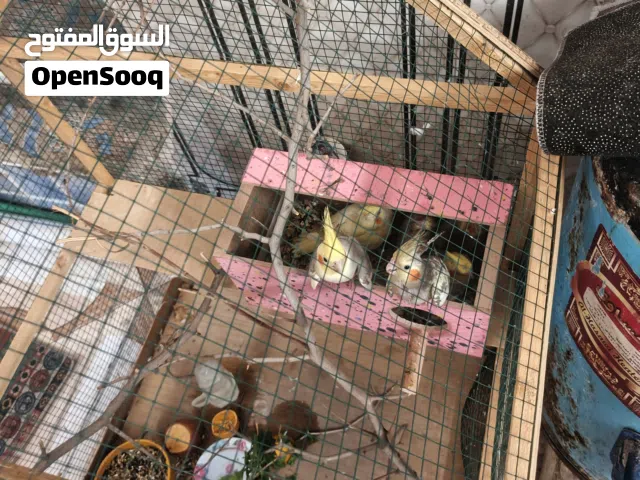 كوكتيل عراقيات زوج بزارات وياهن بناتهن افراخ اربعه سعرهن هنه والقفص ب225 ألف تفاصيل خاص