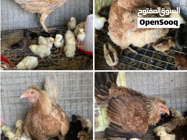 فرصه للبيع دجاج مع اولادهم صيصان تفقيس طبيعي صحة ممتازة ، باقي تفاصيل بالوصف