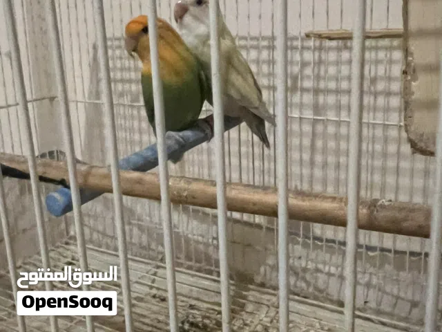 للبيع طيور لف بيرد