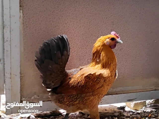 دجاجه وديج عرب