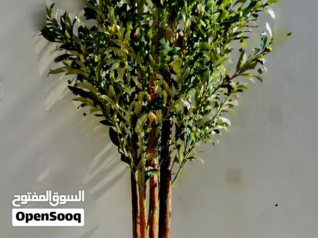 زيتونه اصطناعيه
