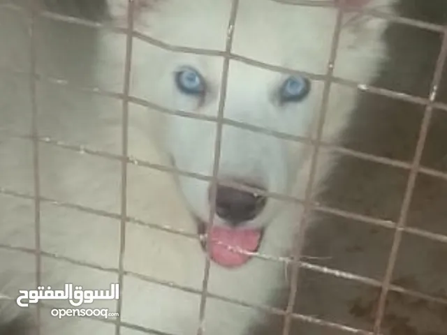 كلب هاسكي لون ابيض عيون كرستال