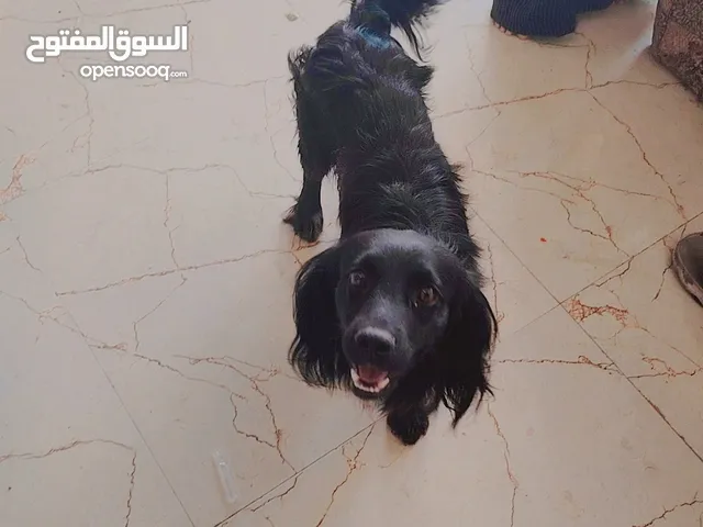گلب للبيع اليف