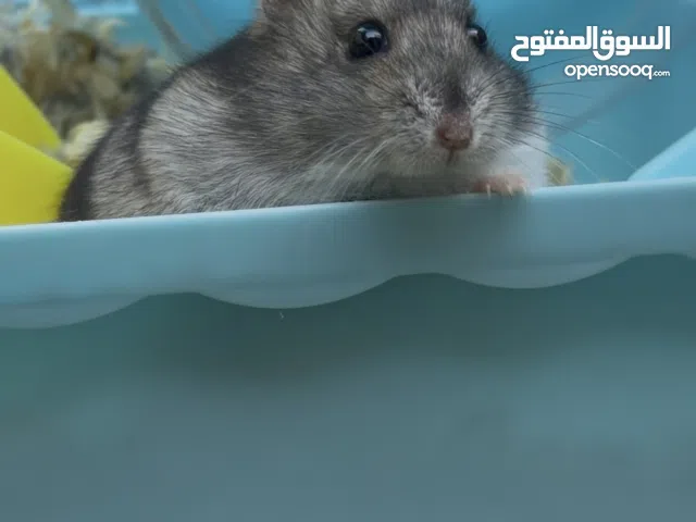 هامسترات روسيه ( اناث) العمر 3 أشهر