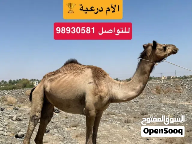 ناقة إنتاج الي يبا ينتج النوعيات