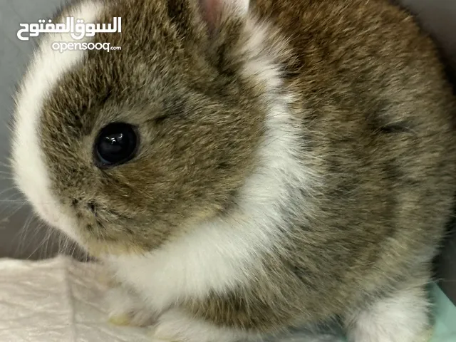 الأرانب القزمة