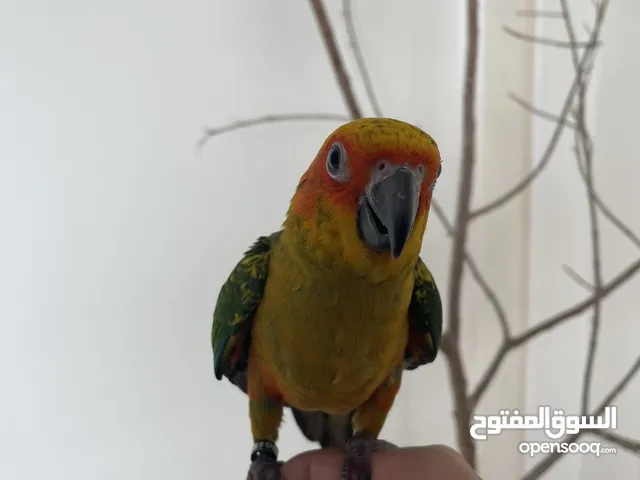 للبيع سن كنيور sun conure for sale