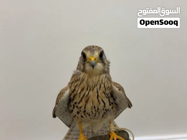 للبيع حميميج