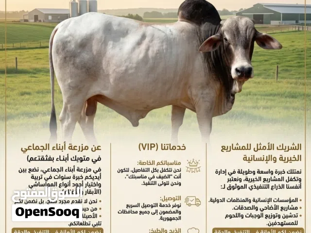 مزرعه ابنا الجماعي التربيه الموشي ابقار وغنام وجمال