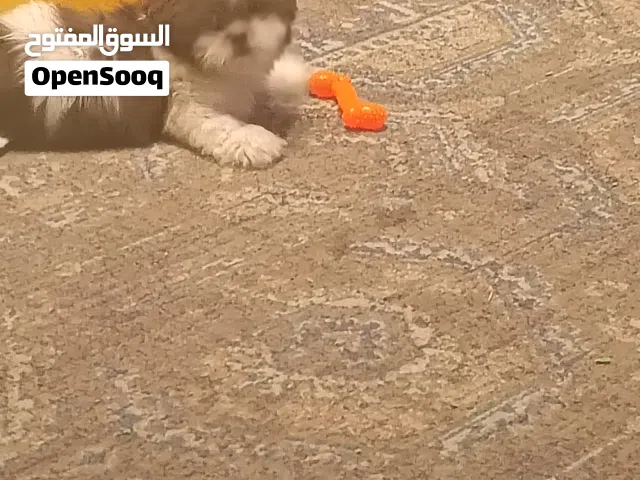 كلب شيتزو بيور