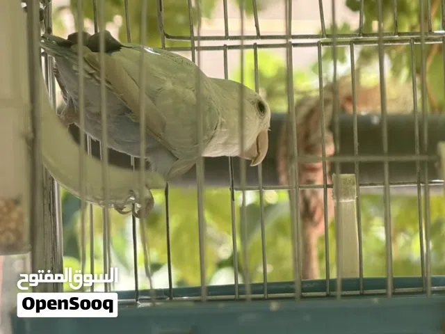 طير كوكتيل و ثنين روز