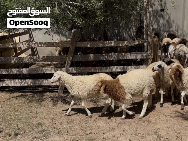 12 فطيمه العمر 4 شهور محصنات ناشطات على 1100 كاش جمله