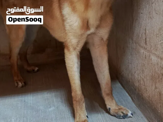 Female German shepherd dog