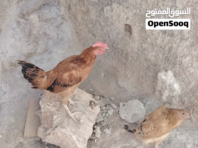 دجاجة وديك