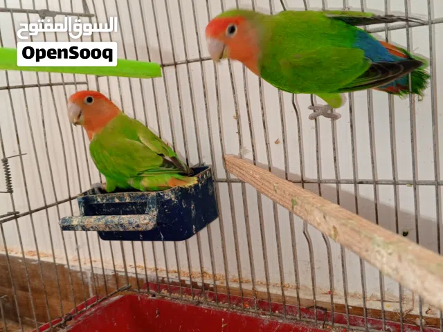 جوز روز  جوز جنة مع فراخ اقرا الوصف