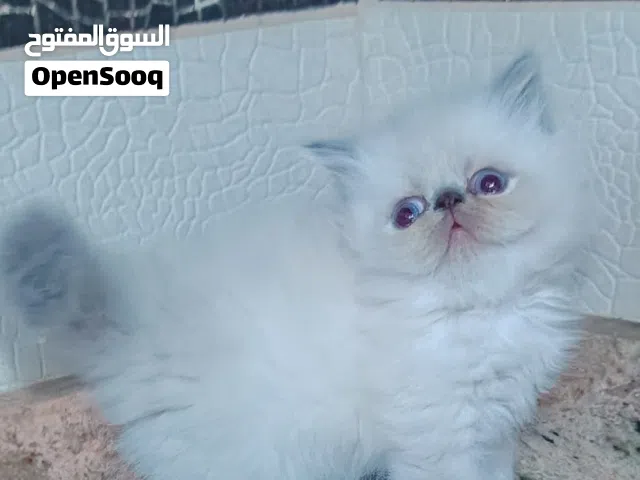هملايا بيكي فيس