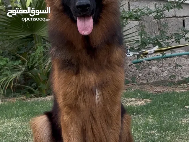 انثى جيرمن بلاك تان