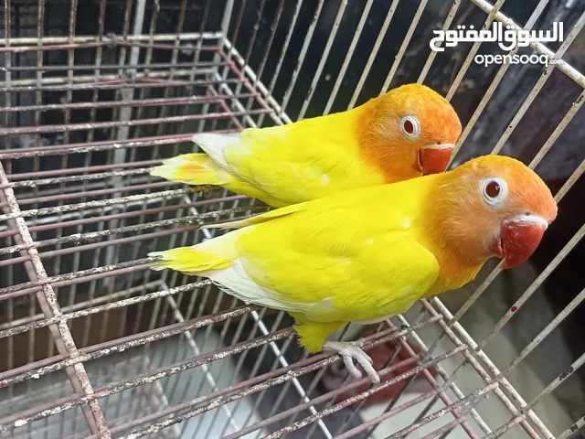 جوز فيشر لاتيني 7 شهور