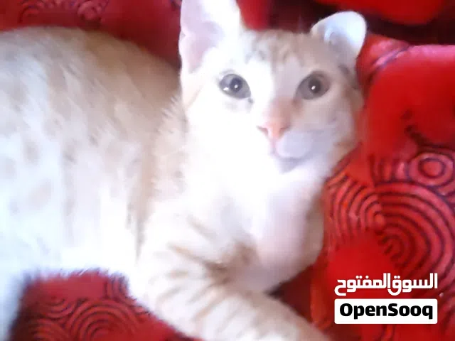 قط ذكر للتبني
