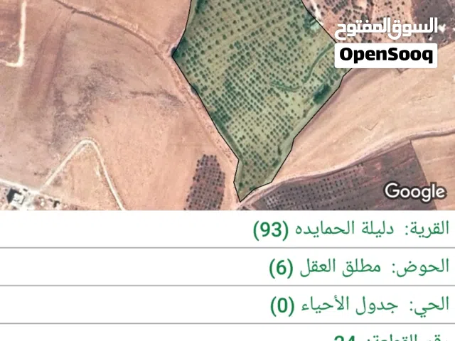 مزرعة زيتون للبيع