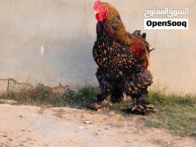 كوبيا برهما سبرايت انحاسي 2دجاجات وديك رسمه وحجم الله ايبارك العمر 1سنه ايدحو حالياً غيار ريش