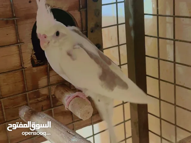 طيرة مسوبعه مخلفة