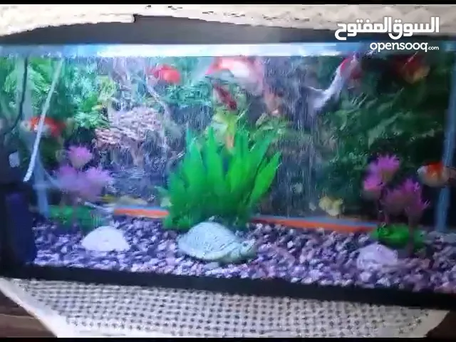 Aquarium for sall