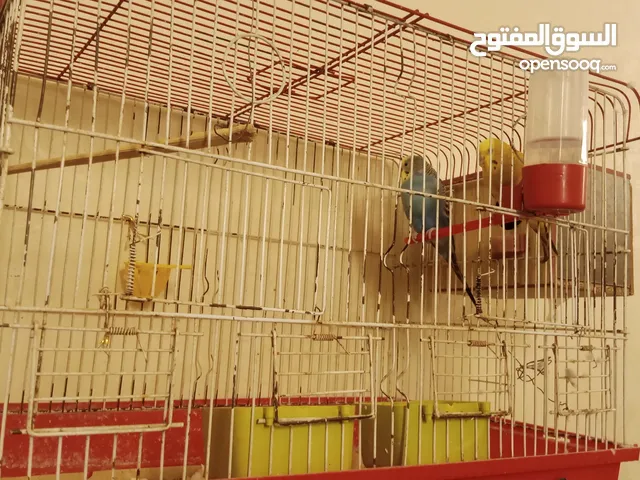 طيور حب تفريخ طوال العام مع 5 فراخ وقفص كبير