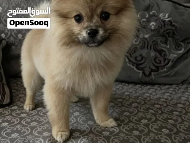 جرو بوميريان للبيع