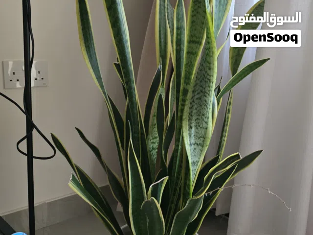 اثاث للبيع