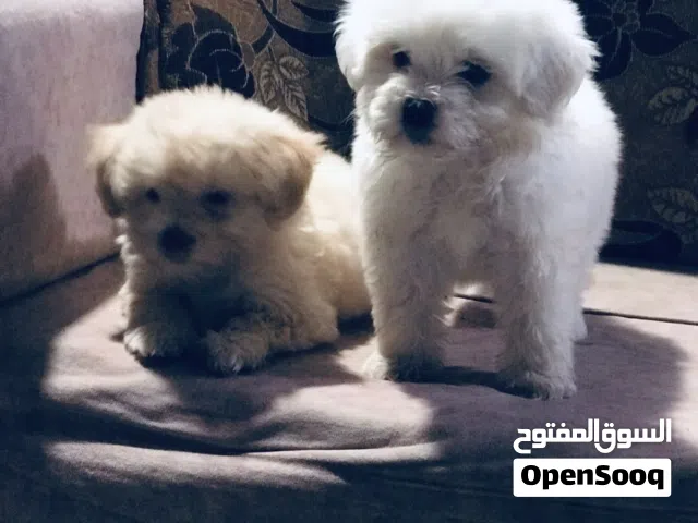 كلب ذكر للبيع عمرو 3 اشهر