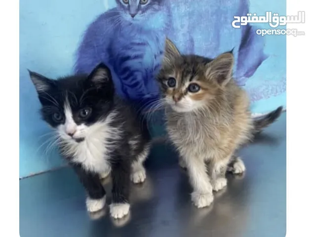 قطة كتن للتبني العمر 3 اشهر