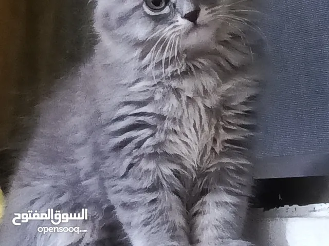 قطط للبيع ميكس اب بريتش شورت هير وام شنشيلا