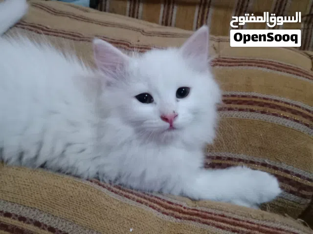 حيوانات للبي..
